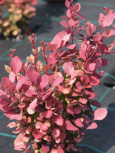 Bild von Berberis